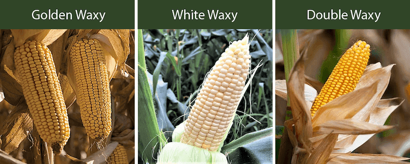 gloden waxy corn white waxy corn double waxy corn varieties